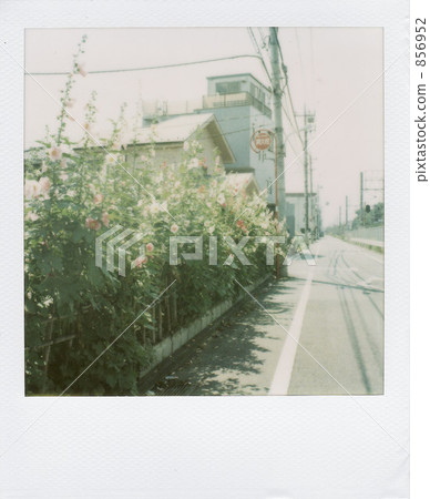 蜀葵 蜀葵 856952