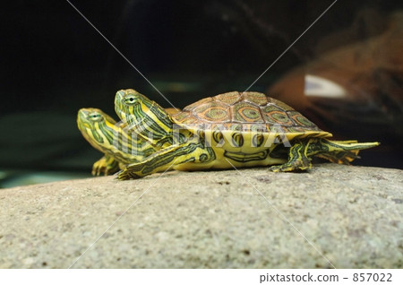 尼加拉瓜的孔雀龜 尼加拉瓜的孔雀龜 857022