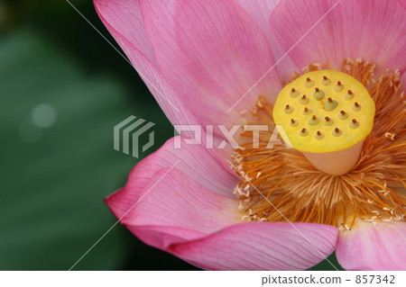 蓮花'每天' 857342