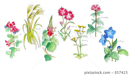 Autumn seven herbs - Stock Illustration [857423] - PIXTA