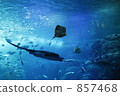 Sea creatures Sea creatures 857468