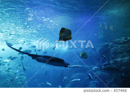 海生物 海生物 857468