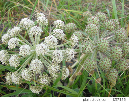 Flowers and fruits 857526