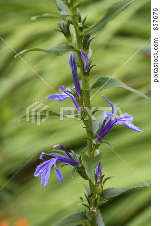 Sawagikyou Sawagikyou 857676