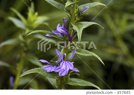 Sawagikyou Sawagikyou 857685