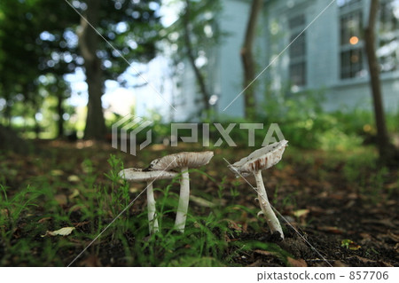 mushroom mushroom 857706