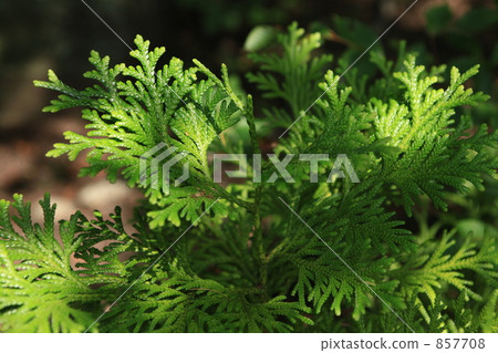 Aomori hiba seedlings 857708