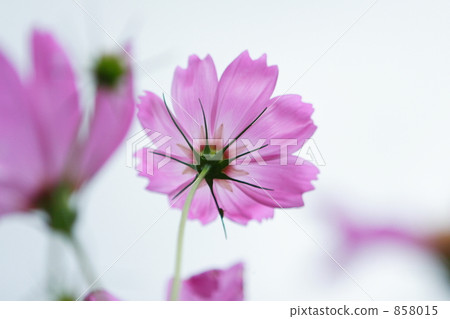 Pink Cosmos Pink Cosmos 858015