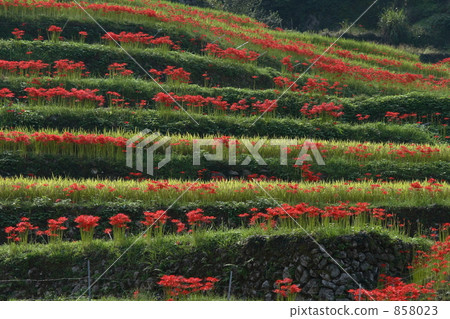 A cluster amaryllis that blooms in rice terraces A cluster amaryllis that blooms in rice terraces 858023