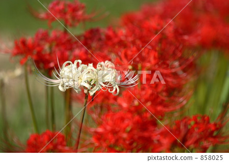 白色簇狀孤挺花 858025