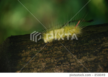 caterpillar, hairy caterpillar, hairy catterpillar 858049
