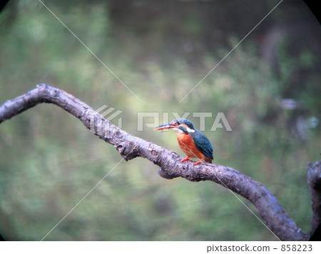 與魚的河蟬 與魚的河蟬 858223