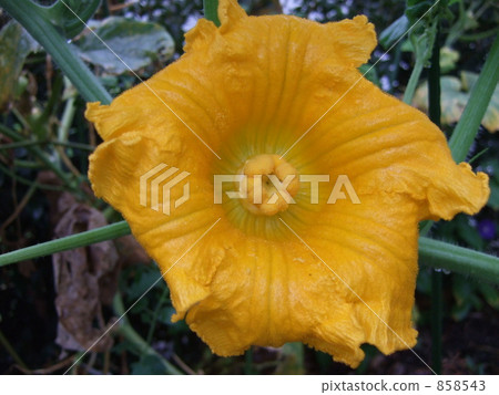 南瓜 雌蕊 858543