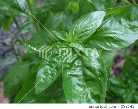 羅勒 羅勒屬植物 858545