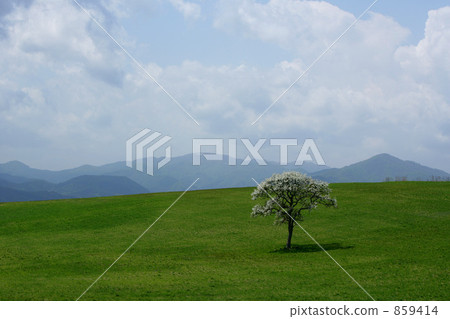 高原的一棵櫻桃樹 高原的一棵櫻桃樹 859414