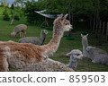 Alpaca 859503