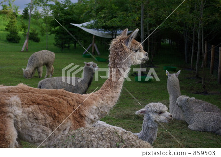Alpaca 859503