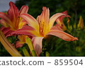 Lily of oranges 859504
