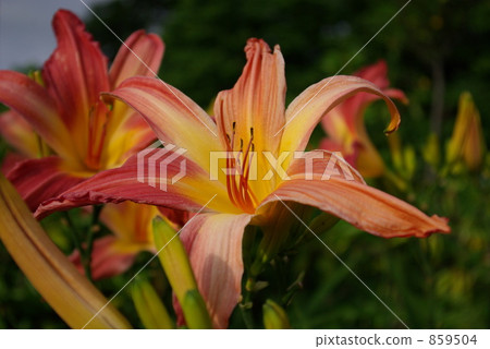 Lily of oranges Lily of oranges 859504
