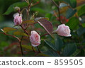 Roses that will bloom from now 859505