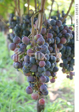 葡萄園 葡萄棚架 完熟 859573
