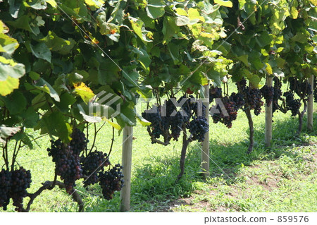 葡萄棚架 葡萄園 葡萄酒 859576