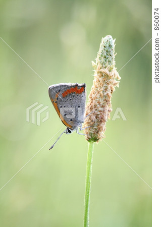 Goblin Butterfly Goblin Butterfly 860074