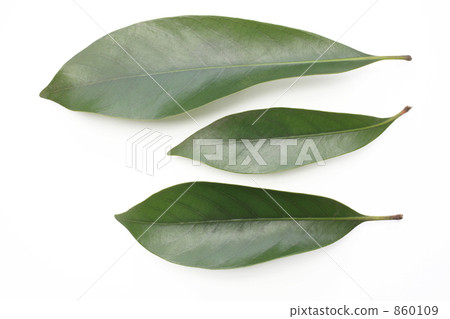 Green leaves of green leaves (table) Green leaves of green leaves (table) 860109