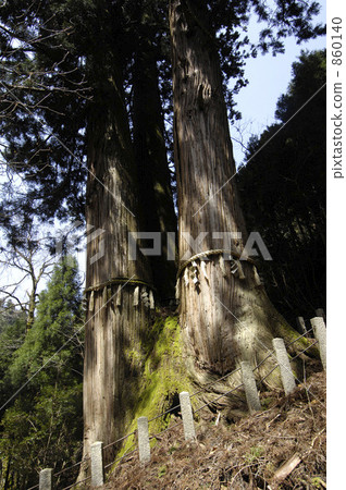 A great mountainous cedar 860140