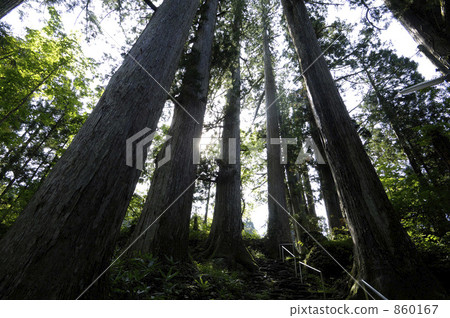 Cedar grove of Shirahama Nakomiya Shrine 860167