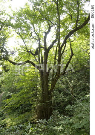 Large wig of Laka Wano 860169