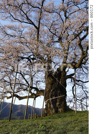 Ikko cherry tree 860172