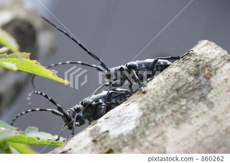 brace, pair, hinge 860262