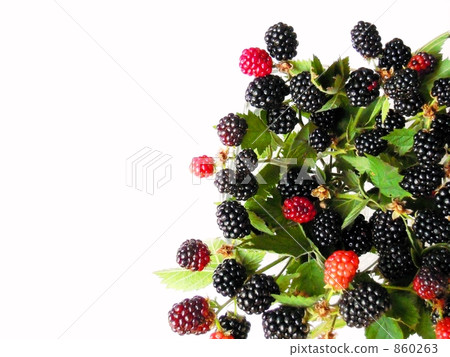 Blackberry Blackberry 860263