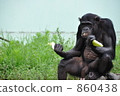 黑猩猩 860438