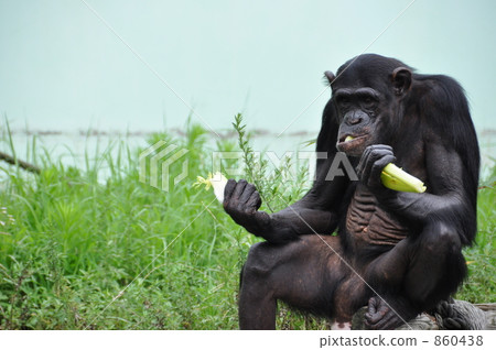 黑猩猩 860438