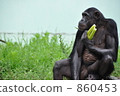 放鬆的黑猩猩 860453