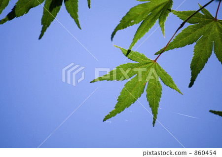 槭樹和藍天 860454