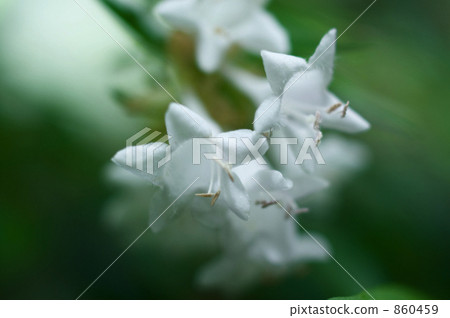 阿比亞的花 860459