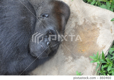 大猩猩 大猩猩 860460