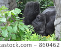 大猩猩 860462