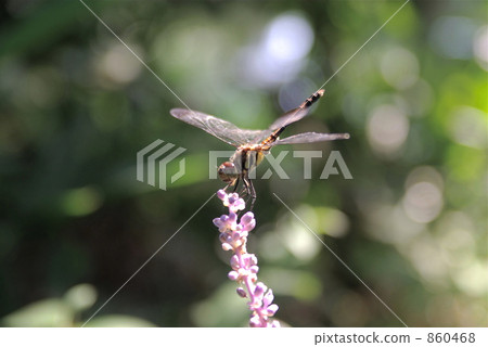 鹽卡拉通博 860468