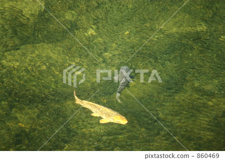 神田河的Nishikigoi 神田河的Nishikigoi 860469