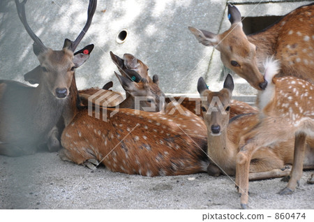 一隻鹿 一隻鹿 860474