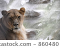 獅子 860480