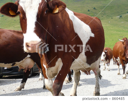 A group of cows in the Savoie region 860485