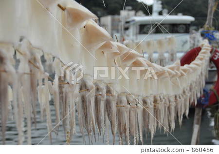 Overnight dried squid Overnight dried squid 860486