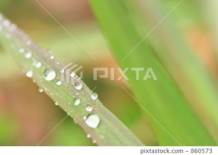 Dots and leaves 860573