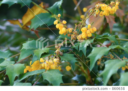 Heiringuanten flowers 860638