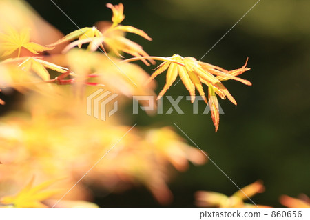 Momiji sprout 860656